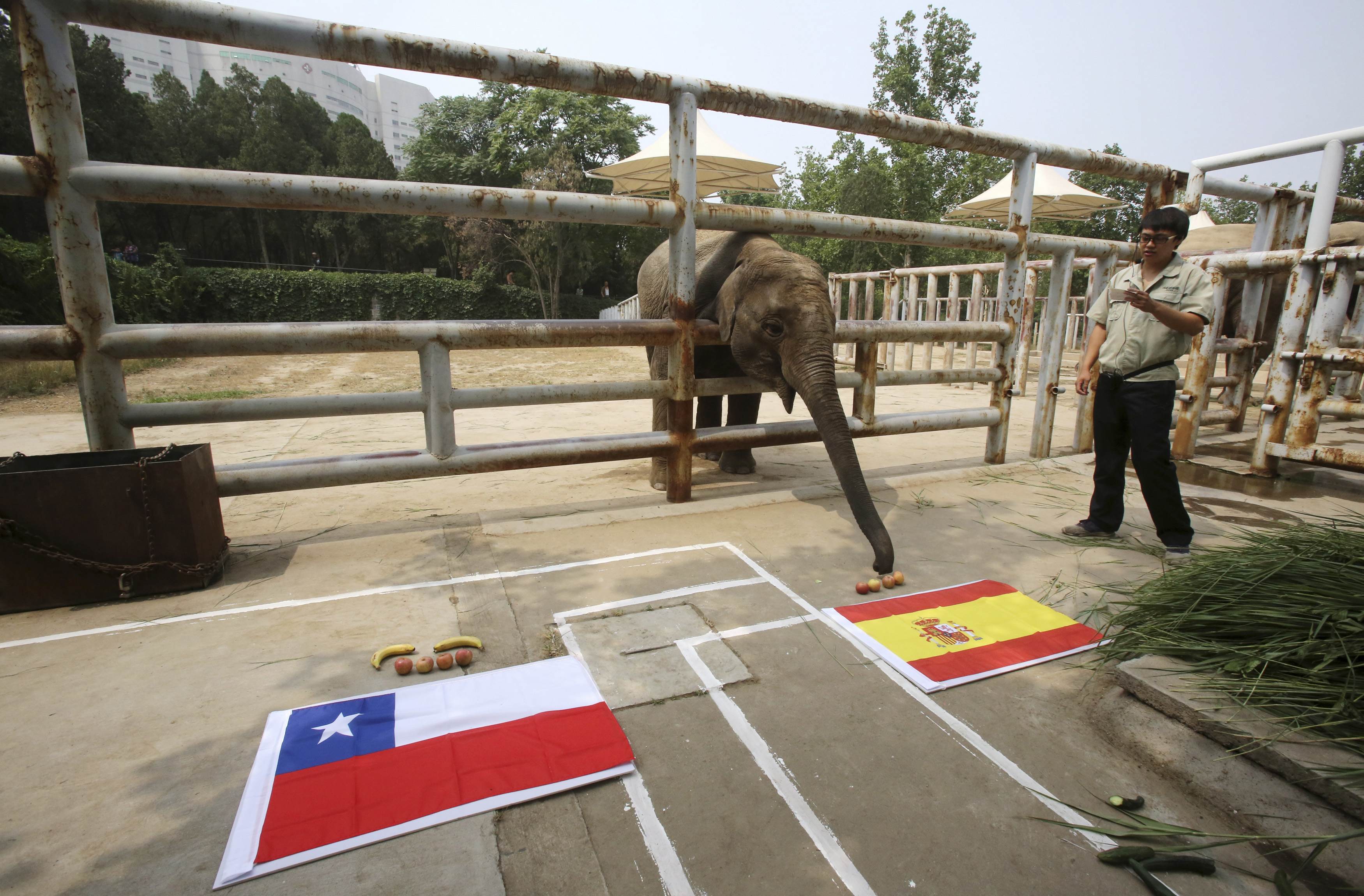 El elefante Yalu vaticina la victoria de España ante Chile (Foto)