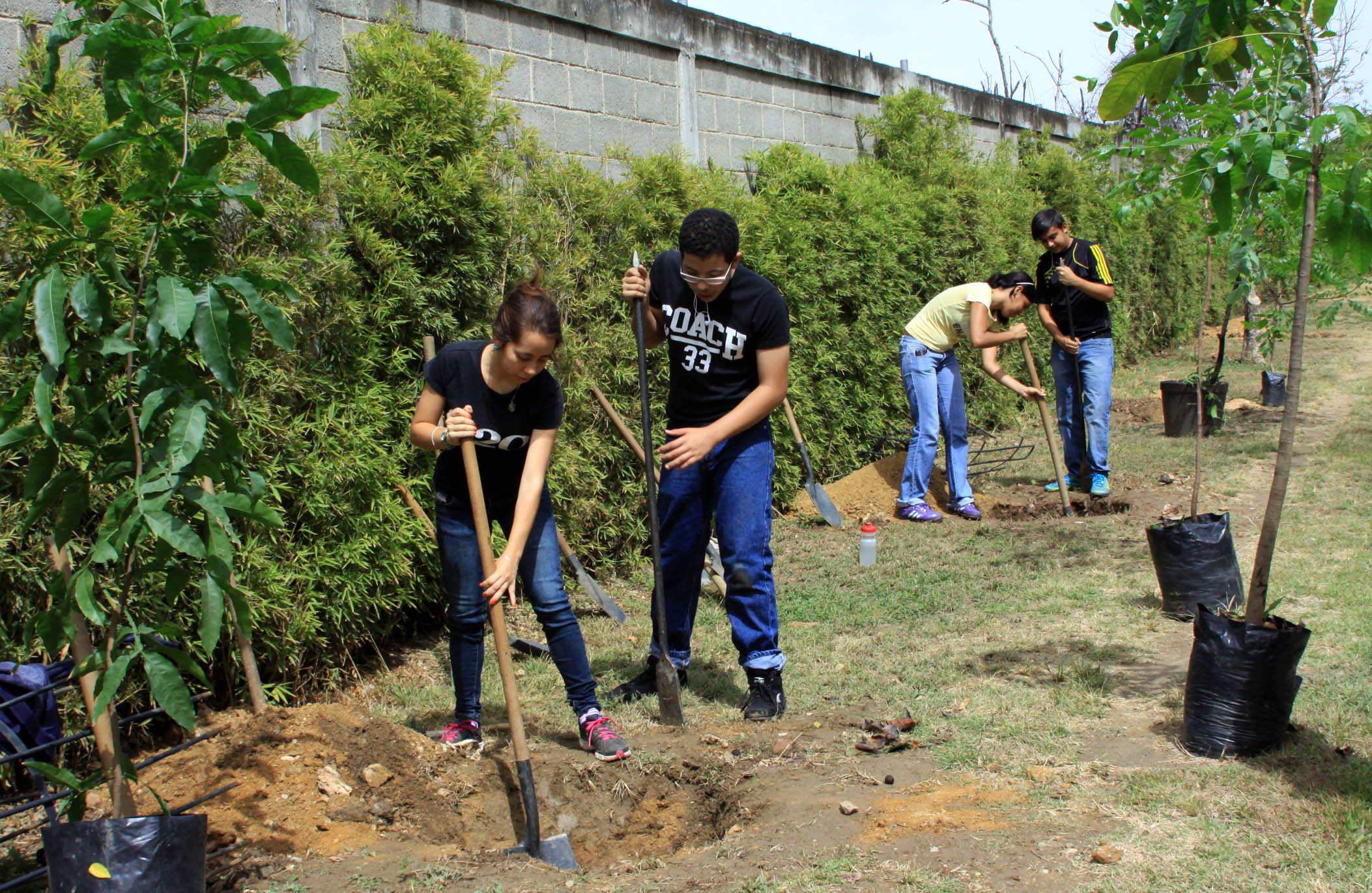 Realizan siembra de árboles en pro del medio ambiente