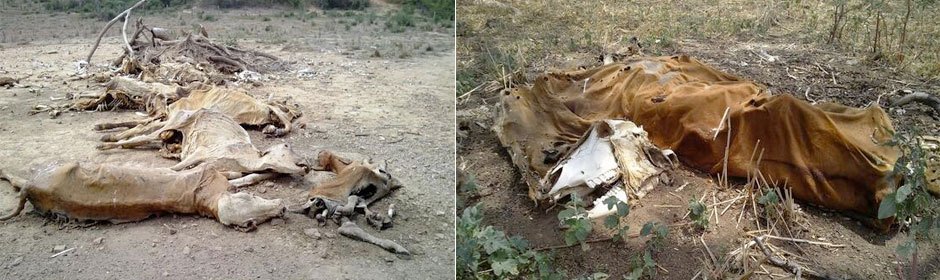 Diez mil reses muertas en Zulia y Falcón por falta de agua y alimentos