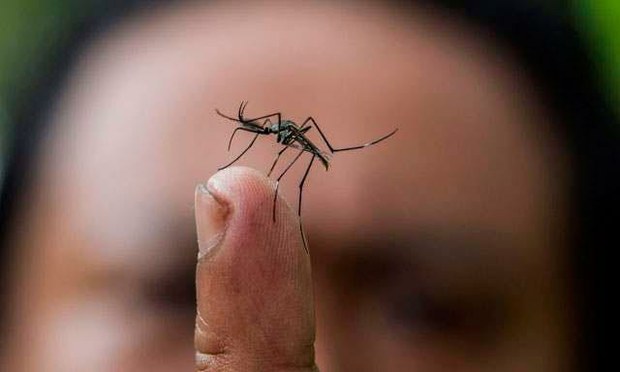 Producirán mosquitos transgénicos para combatir el dengue