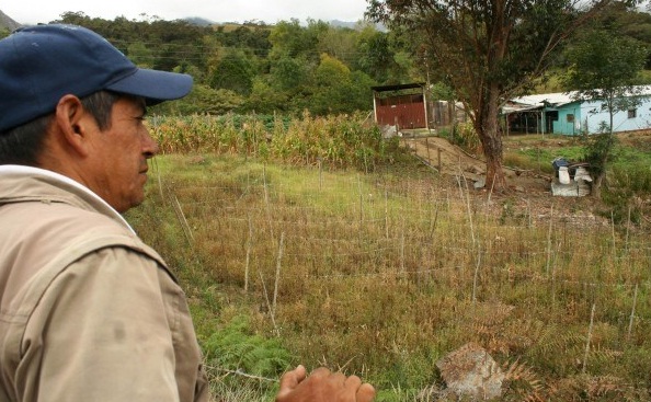 Las elevadas temperaturas que oscilan, entre los 30 a 32 grados centígrados, sumado a la falta de lluvias, han destruido cultivos de flores en varias localidades agrícolas de Rafael Urdaneta. / Foto Gustavo Delgado