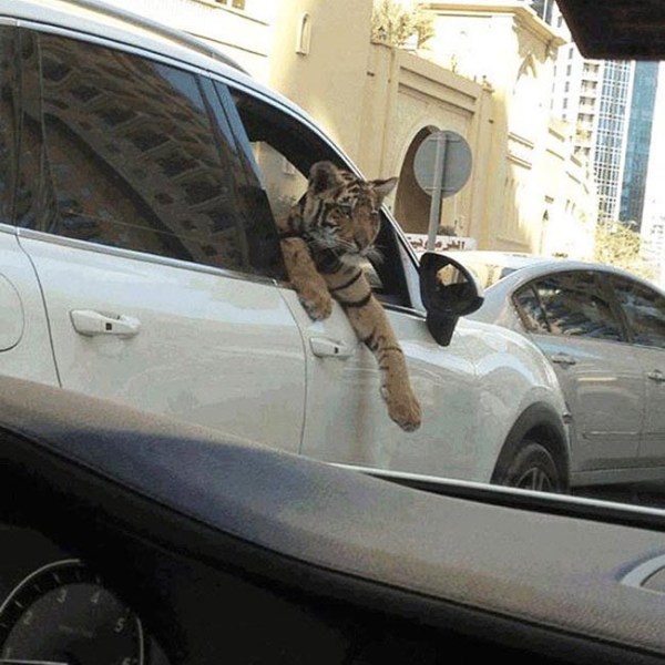 Dubai taught us that large exotic cats are totally like dogs, right