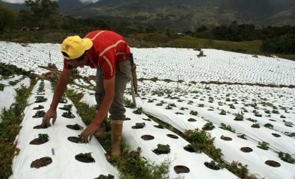 Motivado a la imposibilidad de proseguir con la explotación de frutas y flores a causa de las elevadas temperaturas, los campesinos han emigrado hacia la siembra de algunas variedades resistentes al calor. /Foto / Gustavo Delgado