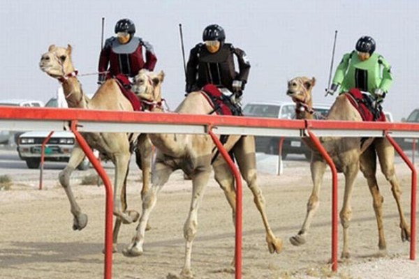 Or where you can watch camel races, with robots instead of jockeys.