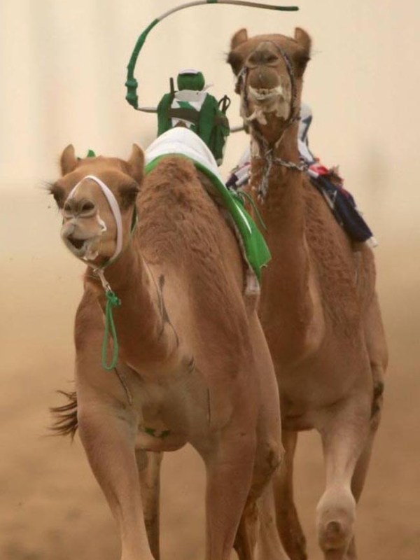 Or where you can watch camel races, with robots instead of jockeys2