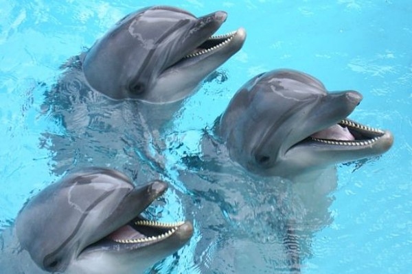 delfines