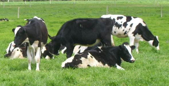 Se roba una vaca y la pinta para que no la descubran