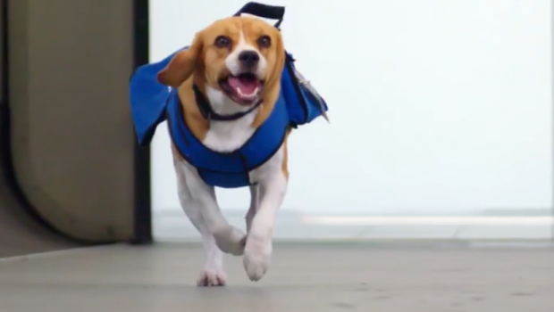 Ingenioso: Perro devuelve objetos perdidos a sus dueños en pleno aeropuerto (Video)