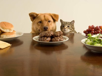 Dog and cat ready for the feast