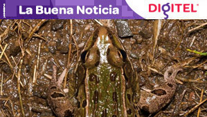 Nueva especie de rana, descubierta en el corazón de Nueva York