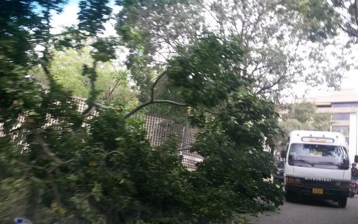 Arbol caído en la principal de Macaracuay (Foto)