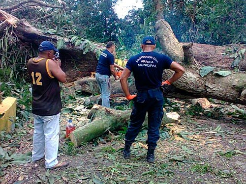 Arboles caídos obstruyen el paso hacia poblaciones de Ocumare de la Costa