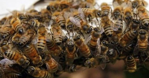 Abejas asesinas atacaron a 60 personas en un cementerio