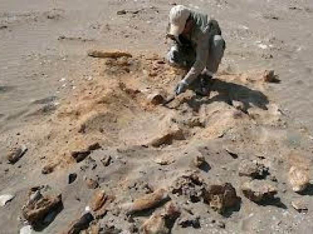 Descubre nuevas especies antecesoras de dinosaurios y mamíferos en Argentina