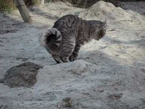 Pennsylvania huele a orina de gato