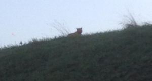 Un tigre anda suelto en París (Foto)