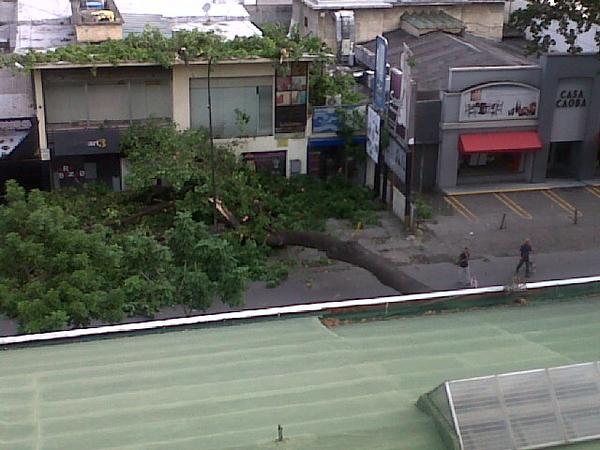 Arbol caído en la calle París de Las Mercedes (Foto)