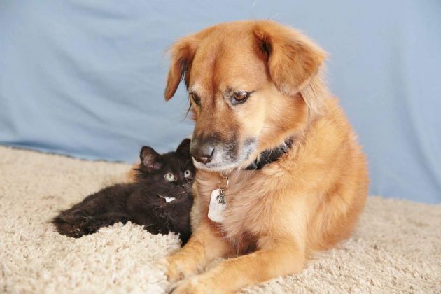 Foto: Boots, sobreviviente del huracán Katrina y cuidador de gatitos / flavorwire.com