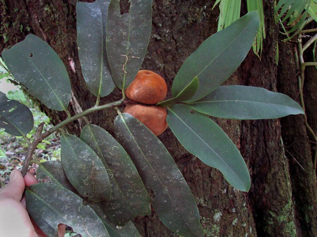 Diospyros_blancoi