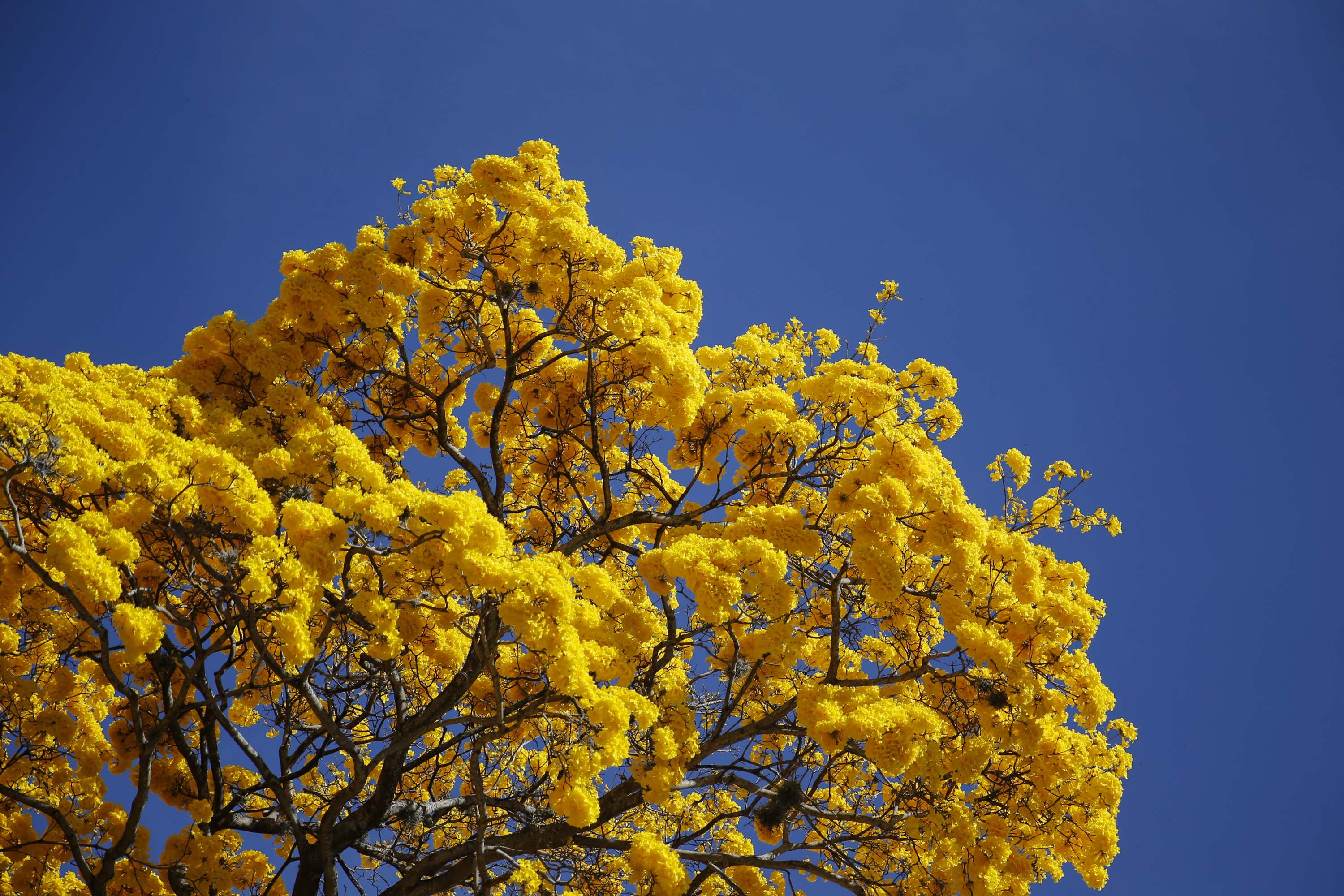 El amarillo del araguaney ilumina las calles de Caracas (Fotos)