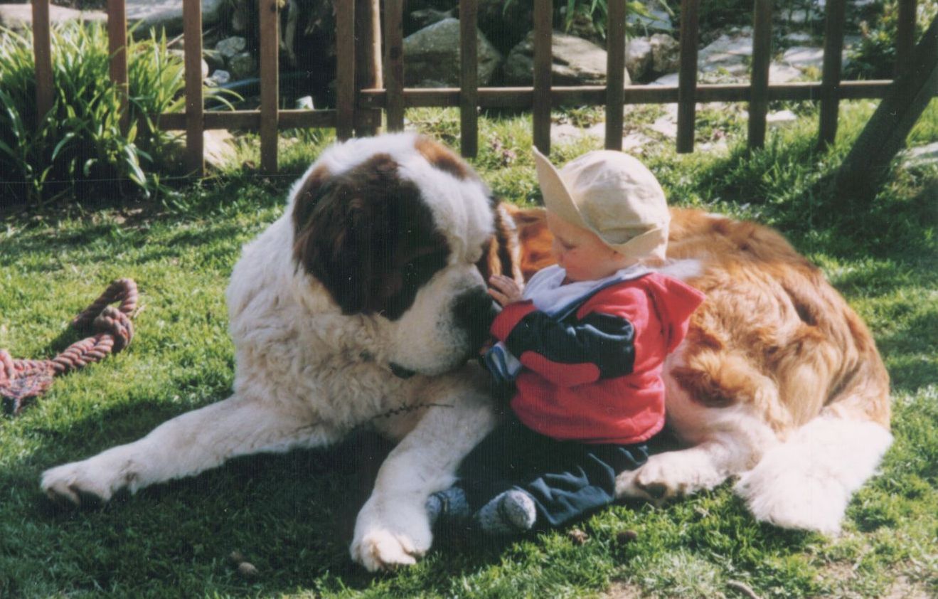 Las mejores razas de perros para convivir con niños pequeños