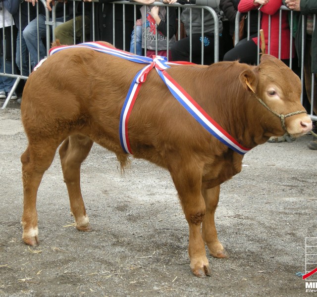 Hijo de Bizcai