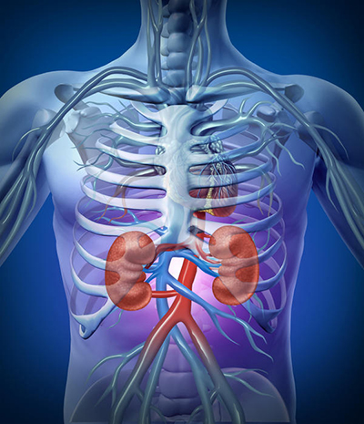 El trasplante renal requiere terapia inmunosupresora