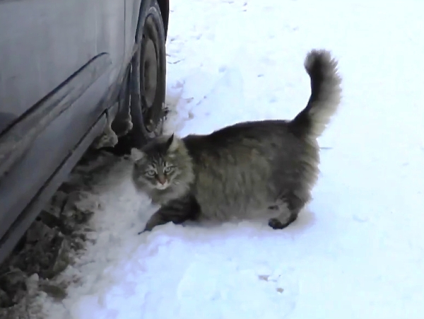 Un gato callejero salva la vida de un bebé abandonado (Fotos)