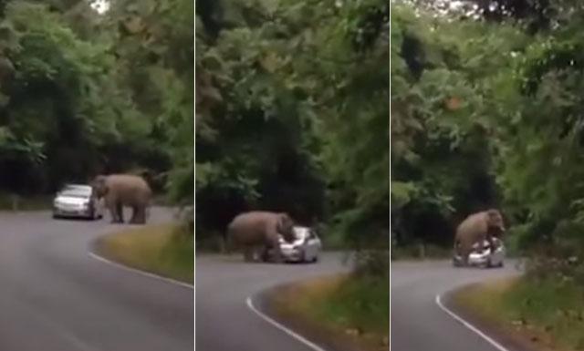 Elefante causa estragos en Tailandia (Video)