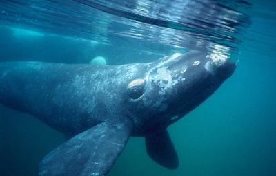 ¿Cómo hacen las ballenas para dormir?