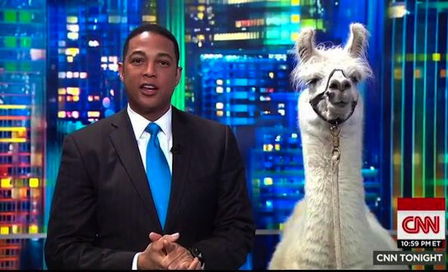 WTF?!: CNN entrevista a una de las llamas que se escapó en EEUU (Video)