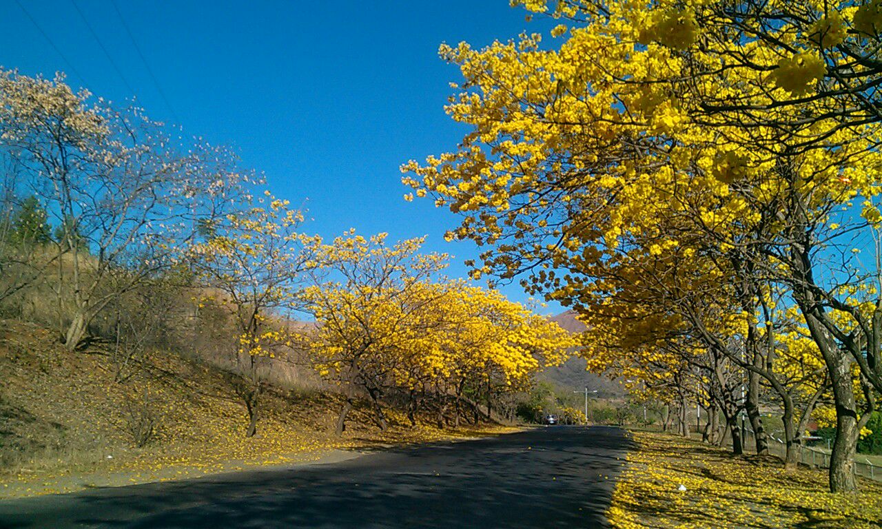 Los Araguaneyes florecen en Guárico (Fotos)