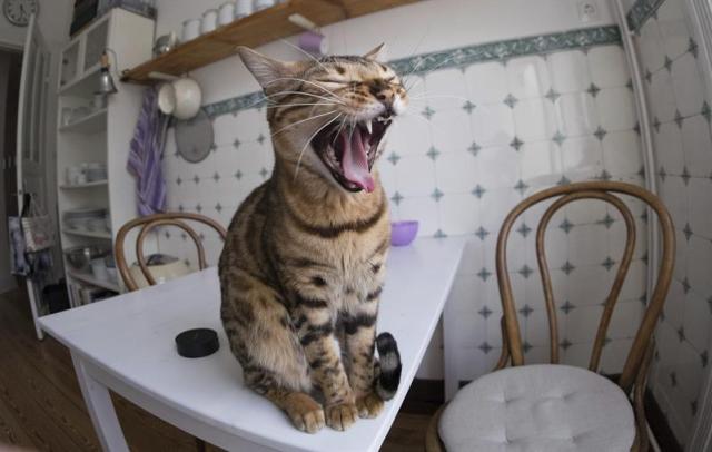 Un gato bosteza sobre la mesa de una cocina en un apartamento en Hamburgo (Alemania) ayer, martes 24 de marzo de 2015. Con la llegada de la primavera mucha gente sufre la llamada astenia primaveral; una sensación de cansancio, tanto físico como psicológico, que provoca una de cada diez consultas al médico durante esta época del año. EFE/Axel Heimken