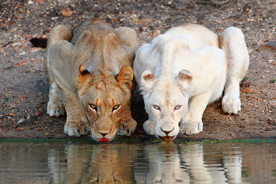 Hermosos animales albinos que no necesitan colores para ser geniales (Fotos)