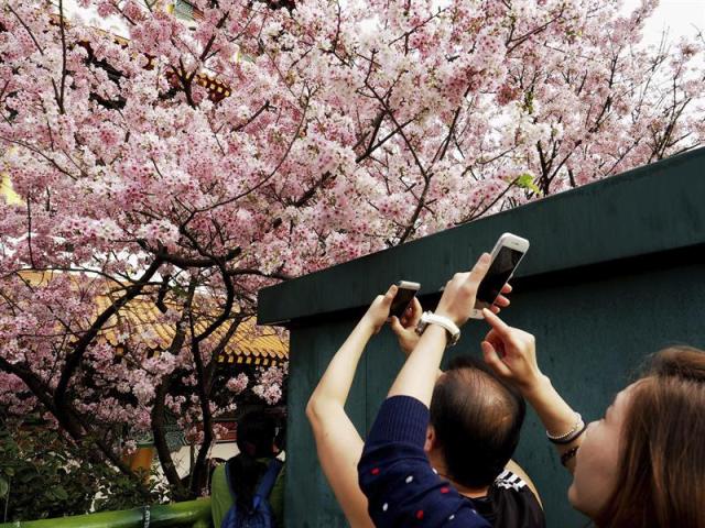 Turistas fotografían cerezos en flor en el templo taoísta Tianyuan Gong en Tamsui, en la ciudad de Nueva Taipei (Taiwán) hoy, jueves 19 de marzo de 2015. Taiwán cuenta con cerezos autóctonos y con árboles plantados por los japoneses durante la colonización nipona de la isla entre 1895 y 1945. Los japoneses veneran la floración del cerezo porque comparan la corta vida de esta flor con la brevedad de la existencia humana. EFE/David Chang