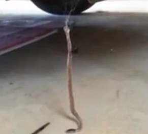 ¡A lo spiderman! araña neutraliza a una serpiente (Video)