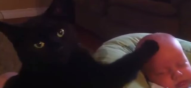 El mejor “niñero” del mundo es un gato (Video)