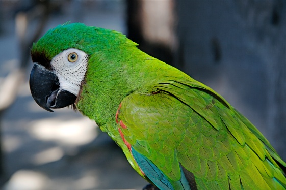 Exhortan a no comprar animales silvestres en Semana Santa