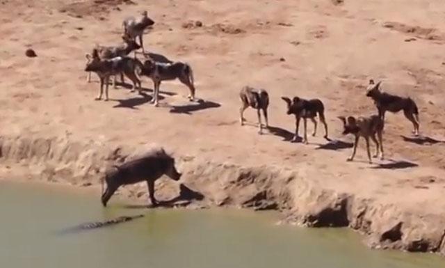 Jabalí no puede escapar y elige cómo morir (Video)