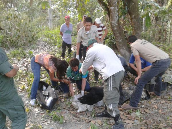 Imputan a hombre por causar heridas graves a oso frontino en Lara