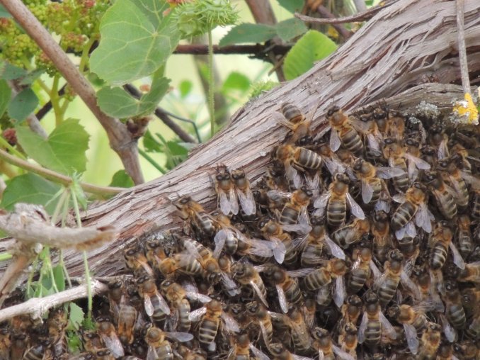 Tres hombres hospitalizados por ataque de miles de abejas en EEUU