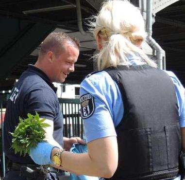 Hallan 700 plantas de marihuana junto a estación de metro