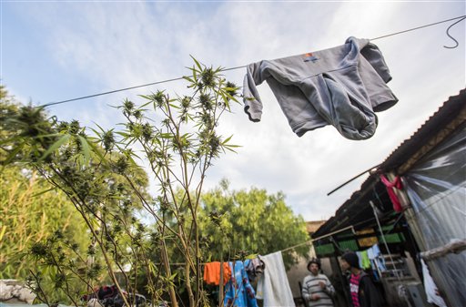 Los clubes de marihuana brotan en Uruguay (Fotos)