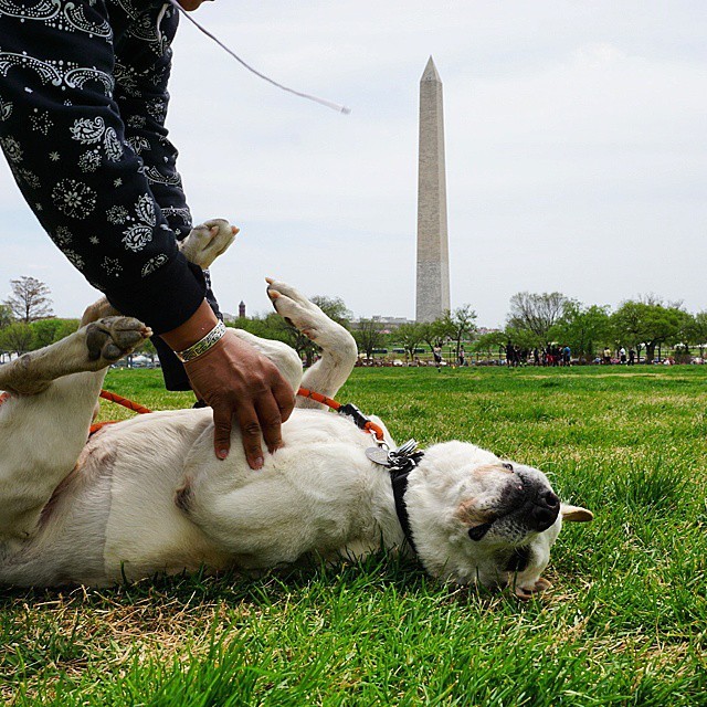 Cómo hablarle a tu perro, según la ciencia