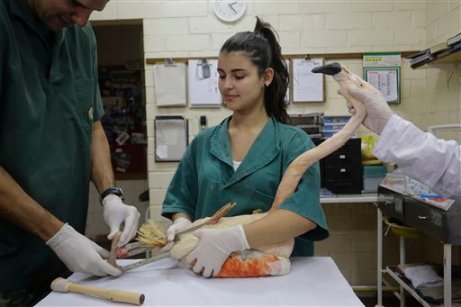 Foto: Varios veterinarios trabajan para colocarle una pata ortopédica a un flamenco chileno en un zoológico en Sorocaba, Brasil, el martes 23 de junio de 2015 / AP