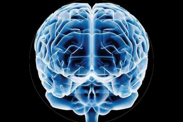 Crean una herramienta capaz de ver el interior del cerebro