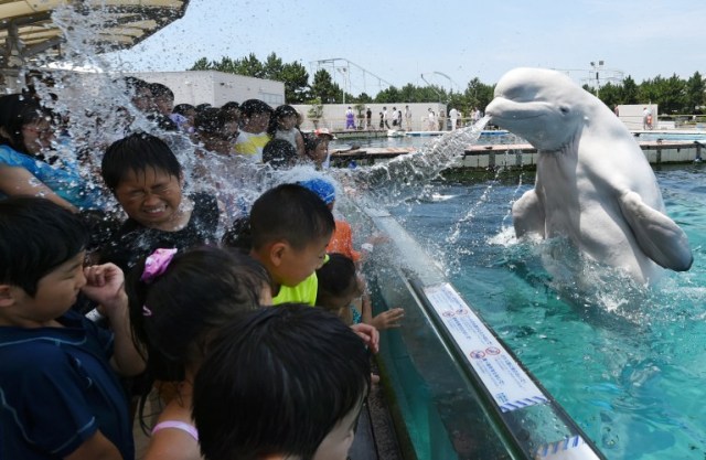 A beluga whale sprays water towards visitors during a summer attraction at the Hakkeijima Sea Paradise aquarium in Yokohama, suburban Tokyo on July 20, 2015. Tokyo's temperature climbed over 34 degree Celsius on July 20, one day after the end of the rainy season.           AFP PHOTO / Toshifumi KITAMURA