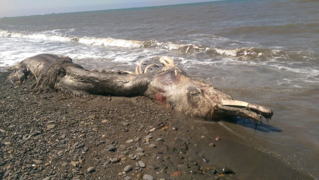 Hallan a una extraña criatura muerta en la isla de Sajalín