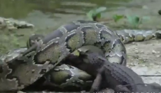 Foto: Captura de pantalla