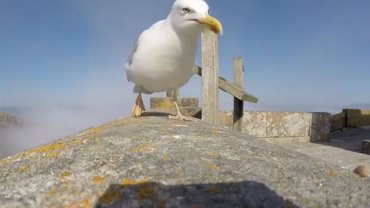 Dejaron una GoPro mal parada…la gaviota la agarró y esto fue lo grabó (Video)